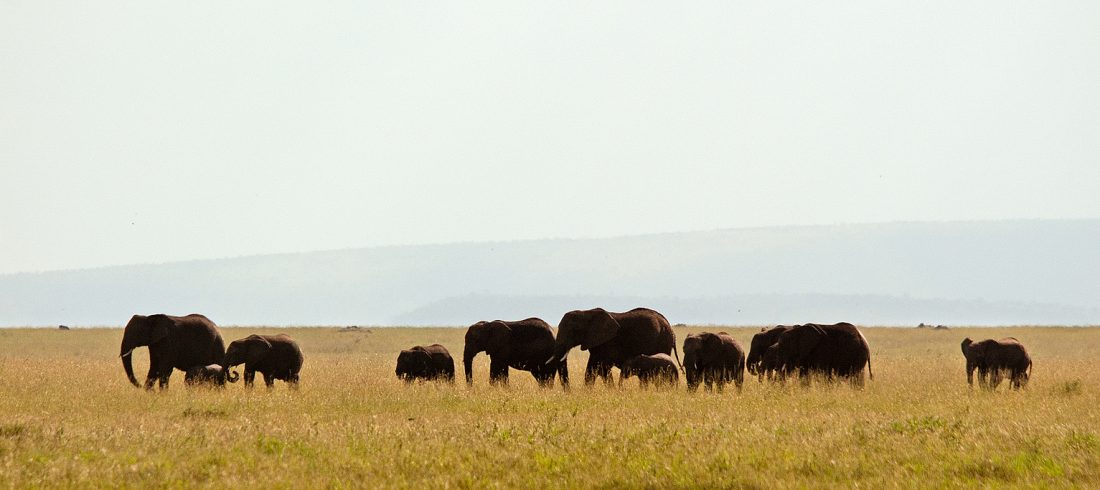 Serengeti elephants