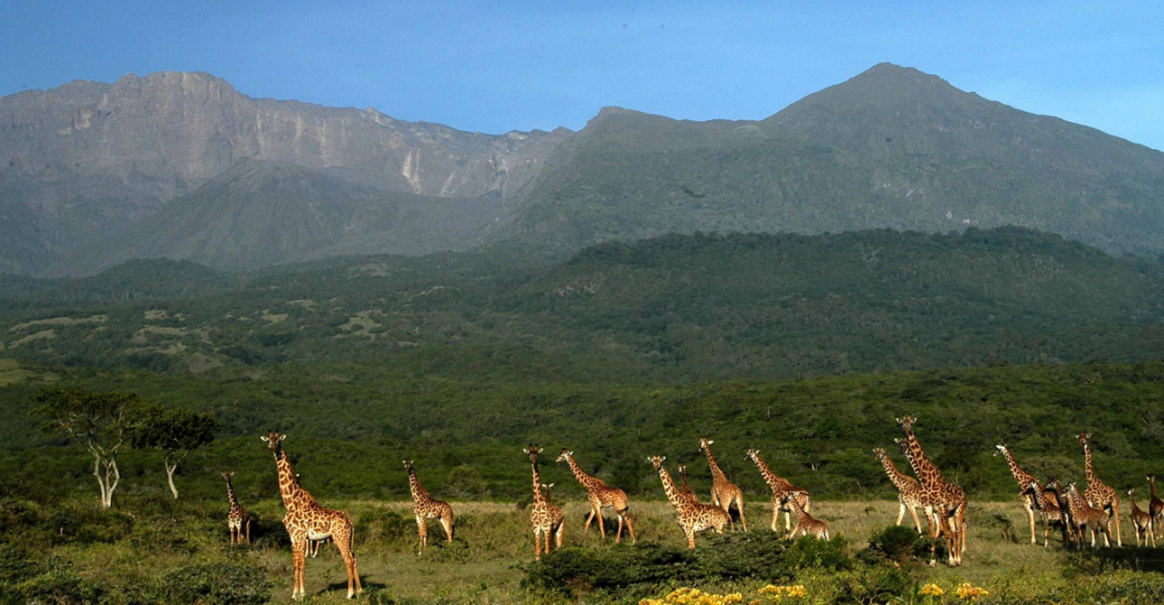Top 10 Must-Visit National Parks in Tanzania for an Unforgettable Safari
