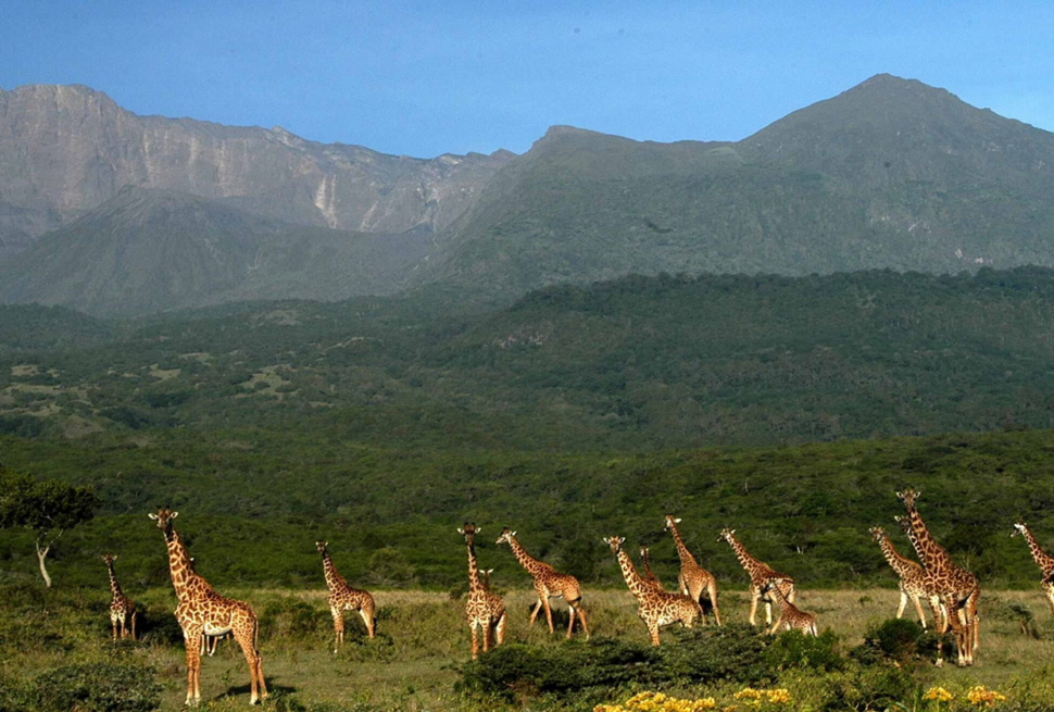 Arusha National Park girraffe