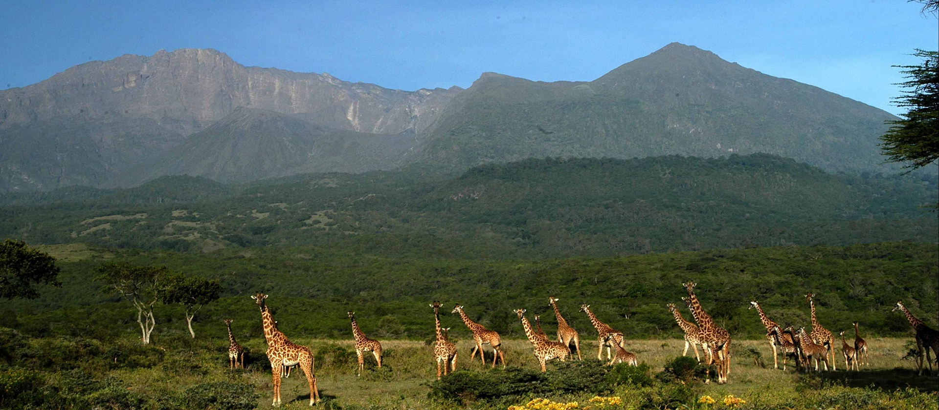 Arusha National Park girraffe