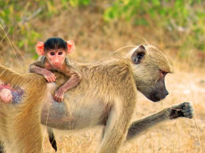 tanzania family safari