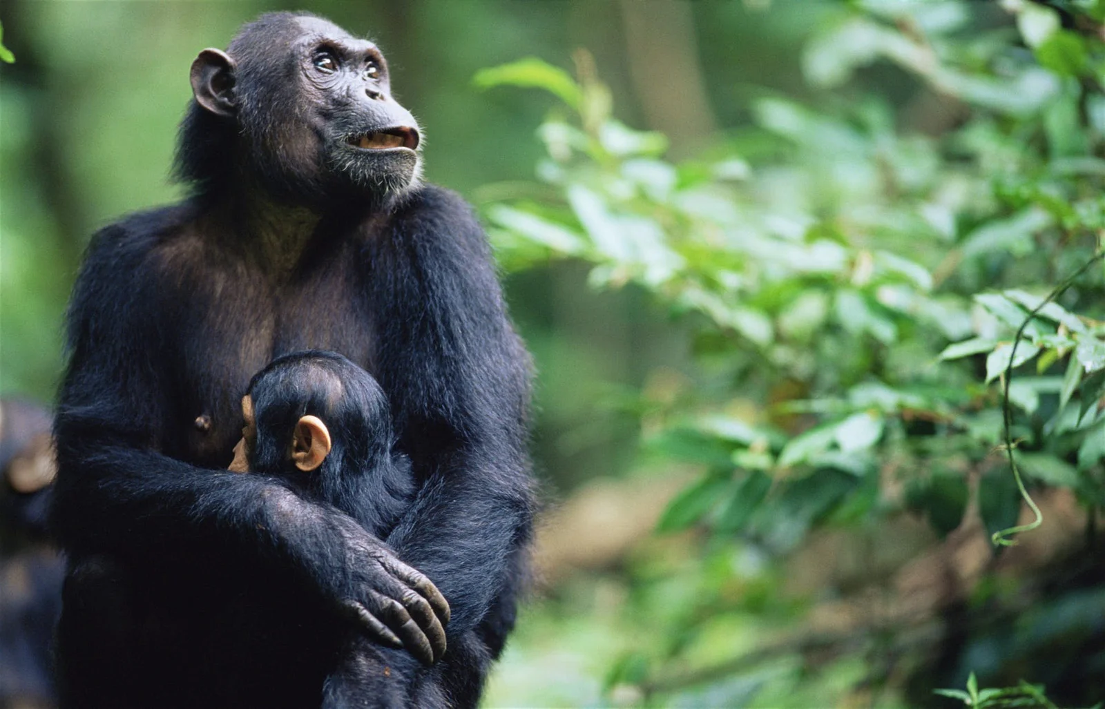 Chimpanzee Trekking Tanzania