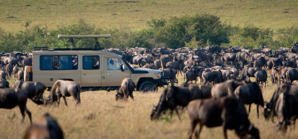 game drive in the serengeti national aprk safari
