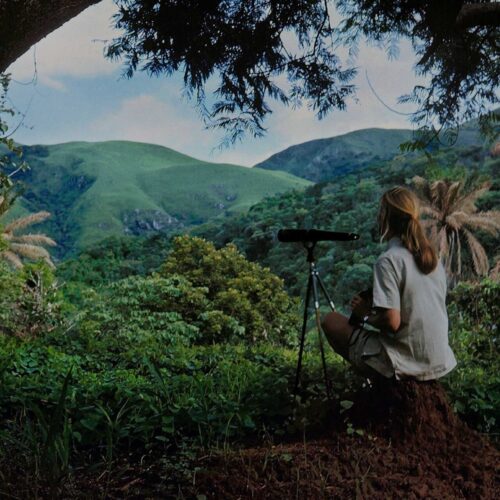 3-Day Gombe Chimpanzee Trekking Safari