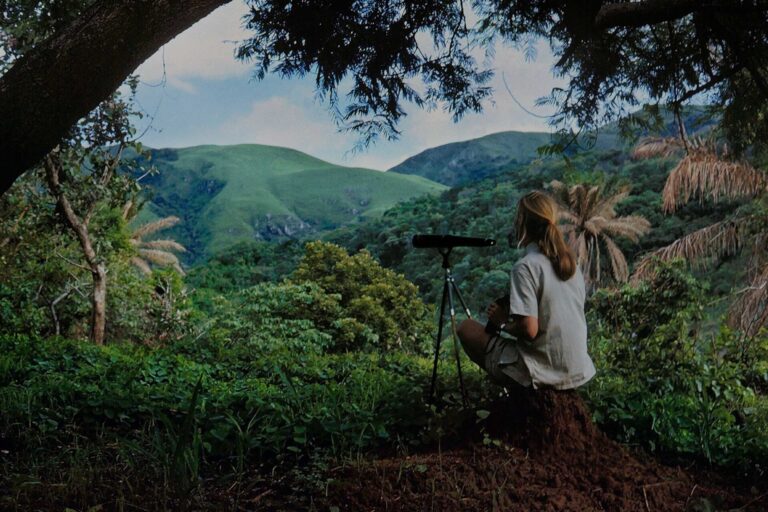 3-Day Gombe Chimpanzee Trekking Safari