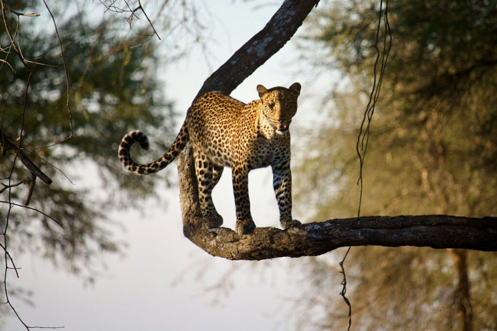 3-Day Katavi Fly-In Safari