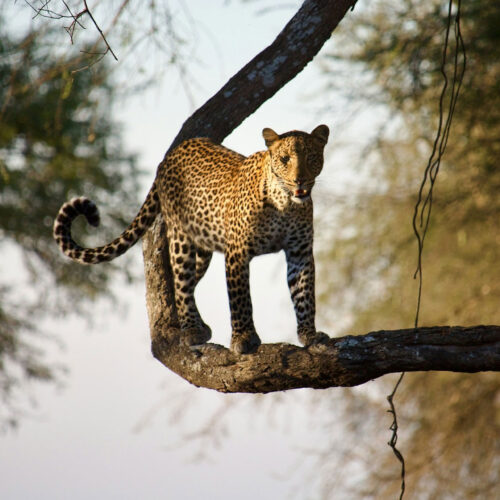 3-Day Katavi Fly-In Safari