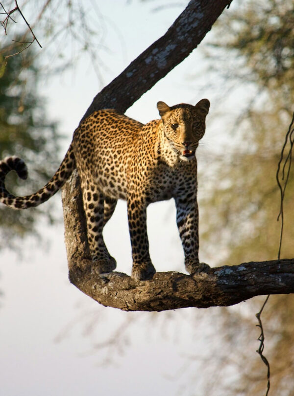 3-Day Katavi Fly-In Safari