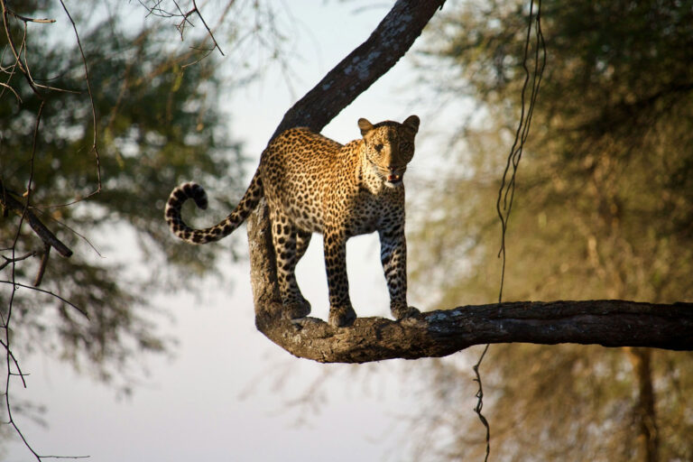 3-Day Katavi Fly-In Safari