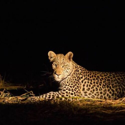 night game drive safari in tanzania