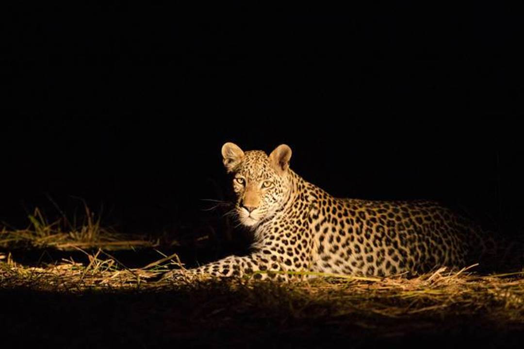 Ruaha National Park