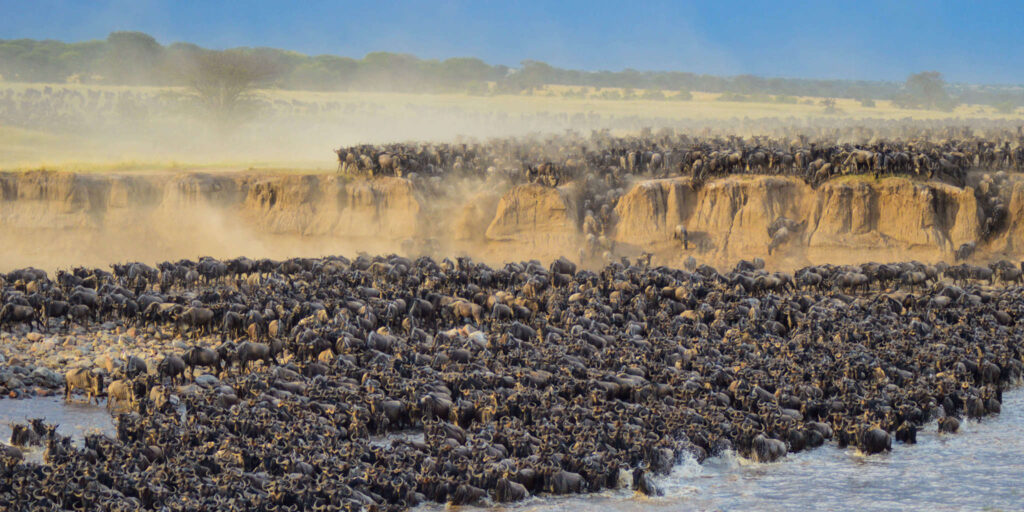 river crossing serengeti wildbeast migration