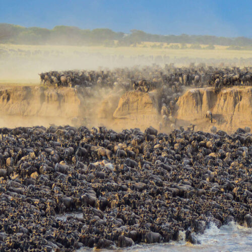river crossing serengeti wildbeast migration
