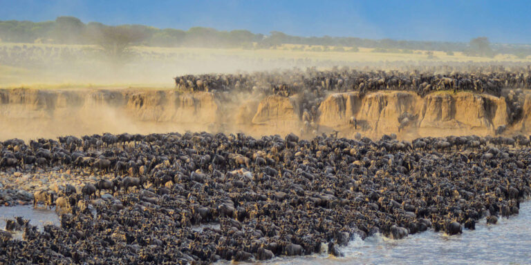 river crossing serengeti wildbeast migration
