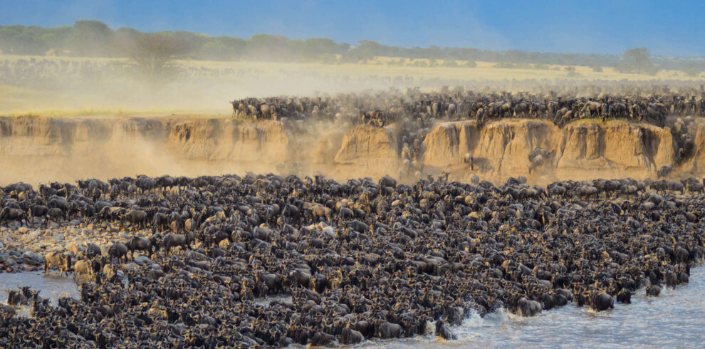 river crossing serengeti wildbeast migration