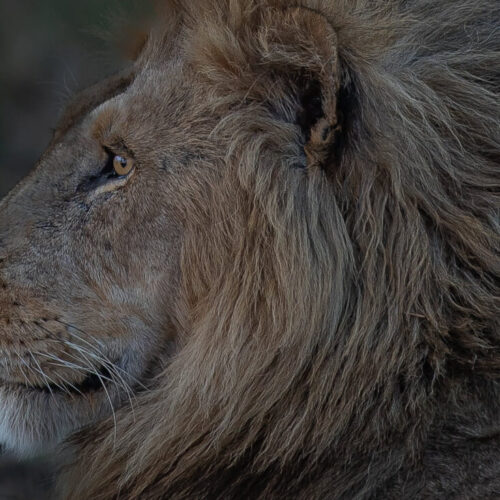 lion on tanzania safari tours serenegeti