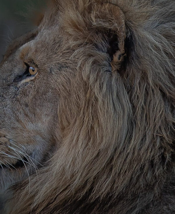 lion on tanzania safari tours serenegeti