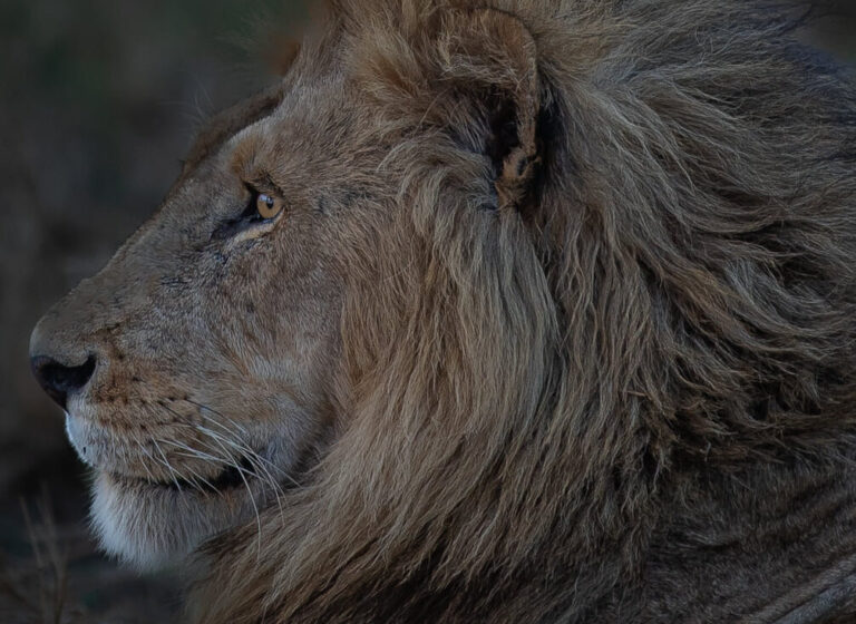 lion on tanzania safari tours serenegeti