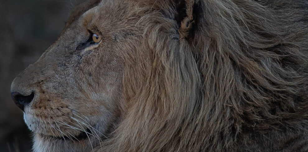 lion on tanzania safari tours serenegeti