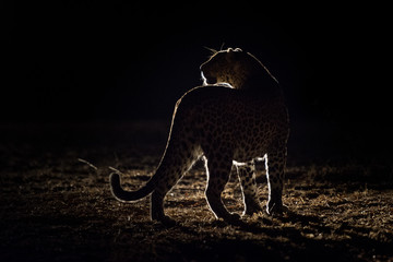 Night game drive in Tanzania