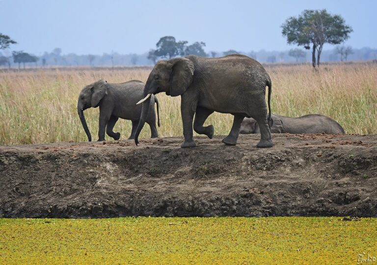 safari from dar es salaam to mikumi