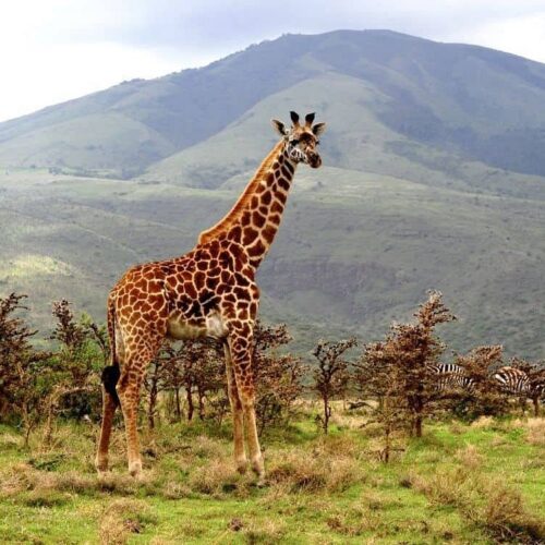 2-Day Lake Manyara Safari