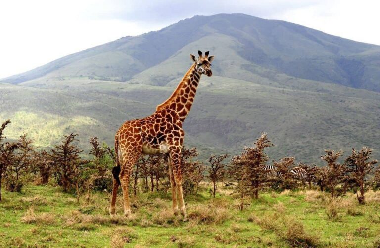 2-Day Lake Manyara Safari