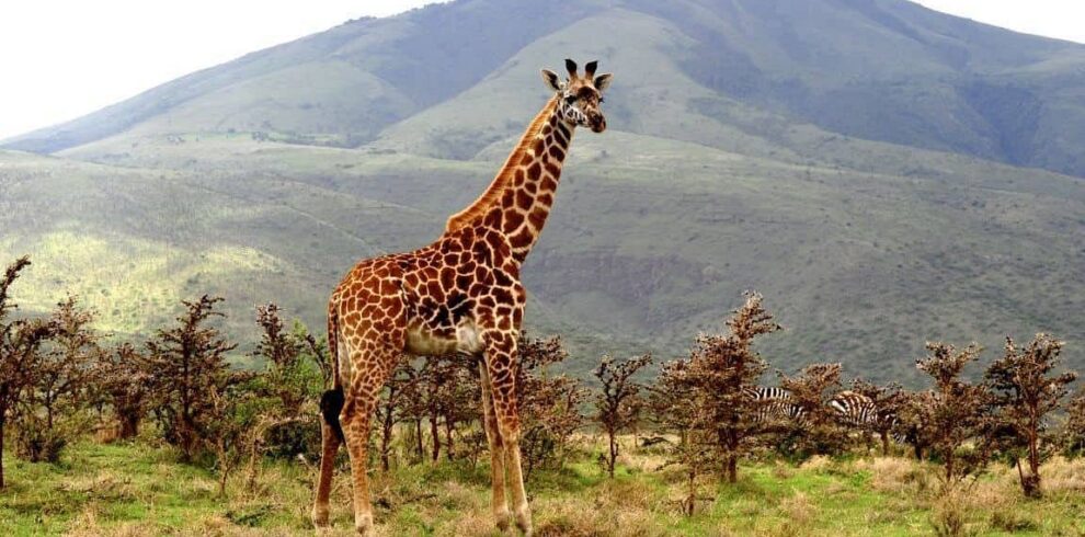 2-Day Lake Manyara Safari