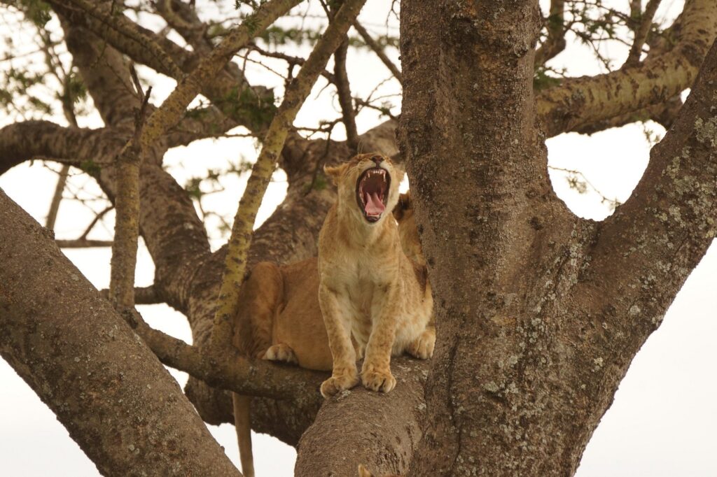3 day lake manyara safari