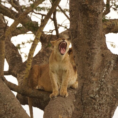 3 day lake manyara safari