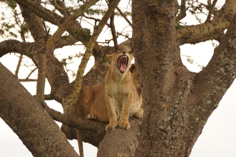 3 day lake manyara safari