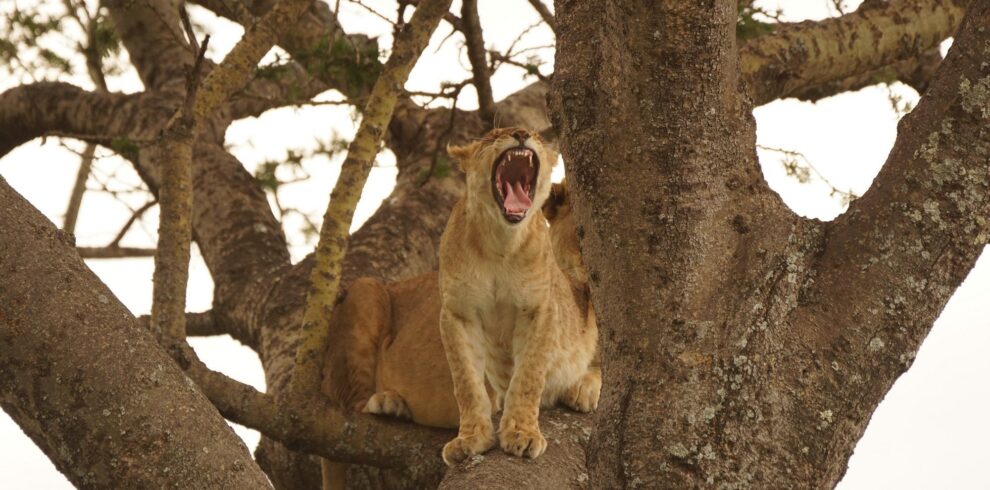 3 day lake manyara safari