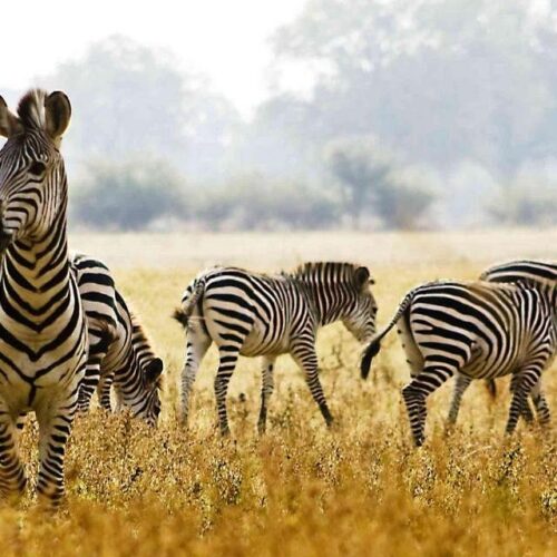4-Day Lake Manyara, Tarangire & Ngorongoro Safari