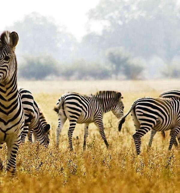 4-Day Lake Manyara, Tarangire & Ngorongoro Safari