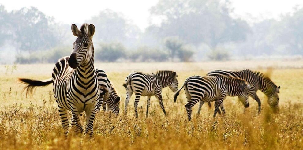 4-Day Lake Manyara, Tarangire & Ngorongoro Safari