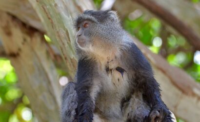 5-Day Lake Manyara, Serengeti & Ngorongoro Safari