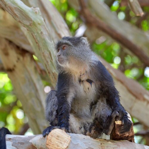5-Day Lake Manyara, Serengeti & Ngorongoro Safari
