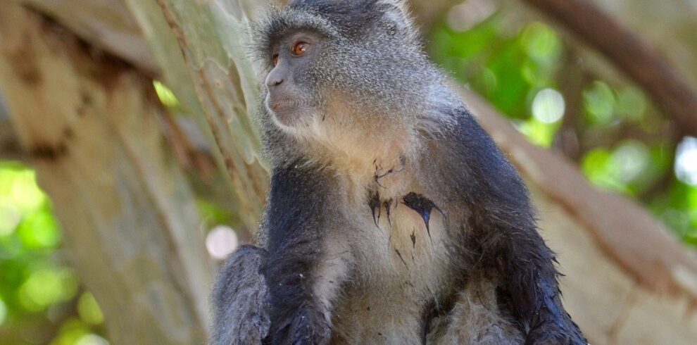 5-Day Lake Manyara, Serengeti & Ngorongoro Safari