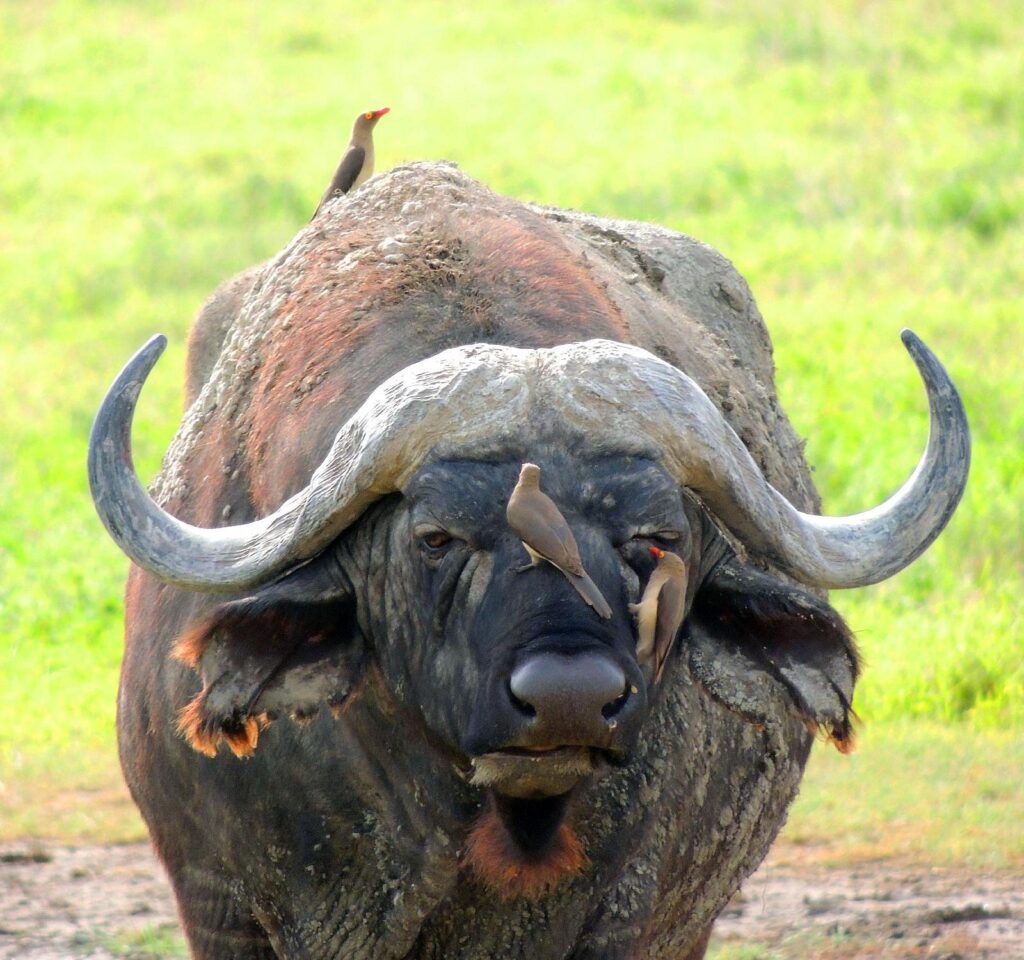 4-Day Ngorongoro & Serengeti Safari