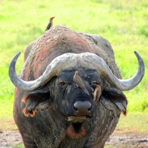 4-Day Ngorongoro & Serengeti Safari