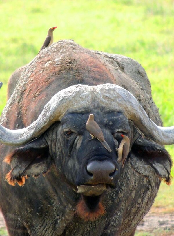4-Day Ngorongoro & Serengeti Safari