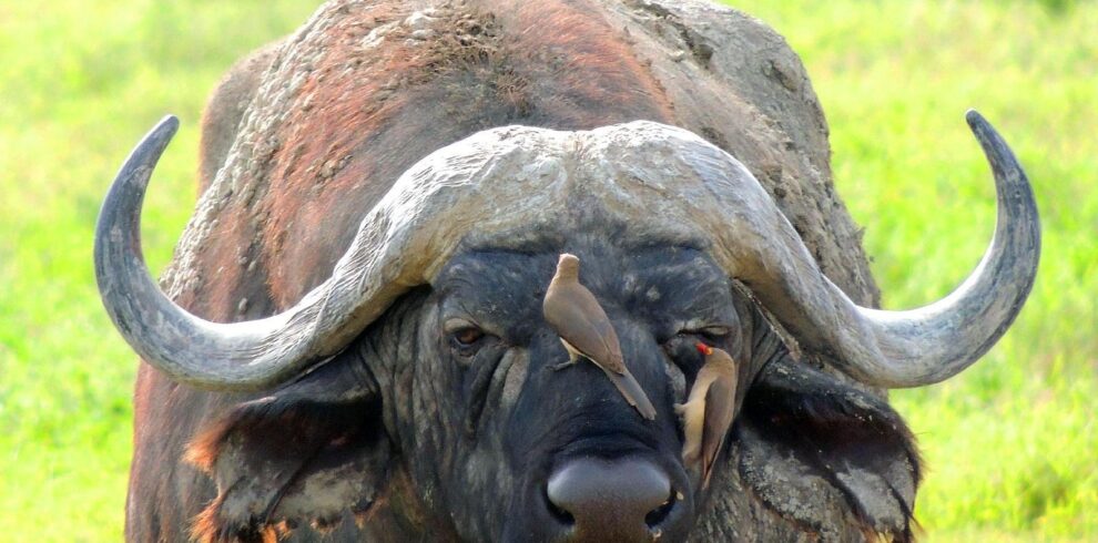 4-Day Ngorongoro & Serengeti Safari