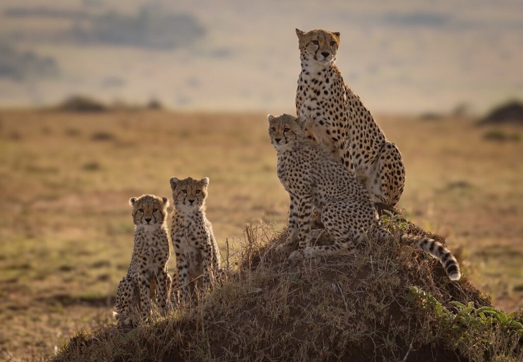 7-Day Serengeti, Ngorongoro & Tarangire Safari