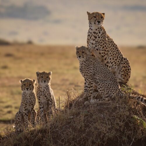 7-Day Serengeti, Ngorongoro & Tarangire Safari