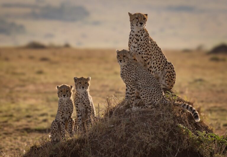 7-Day Serengeti, Ngorongoro & Tarangire Safari
