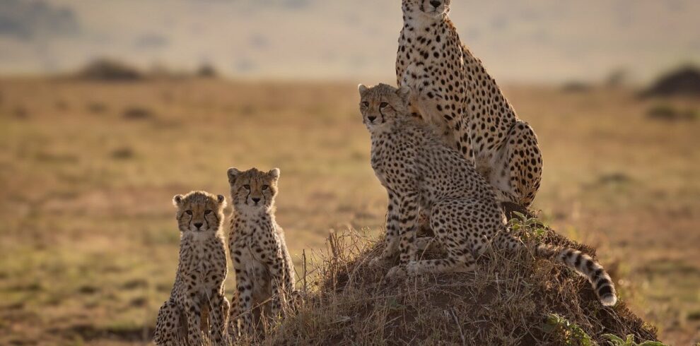 7-Day Serengeti, Ngorongoro & Tarangire Safari