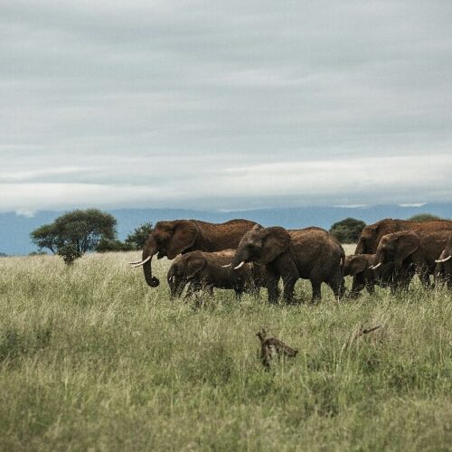 2-Day Ngorongoro Crater Safari