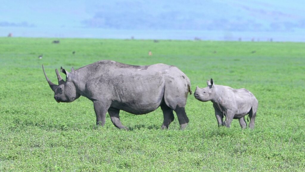 big 5 safari