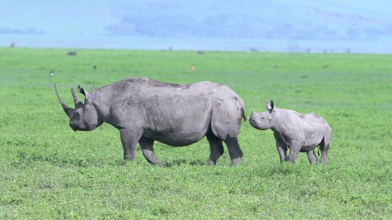 big 5 safari