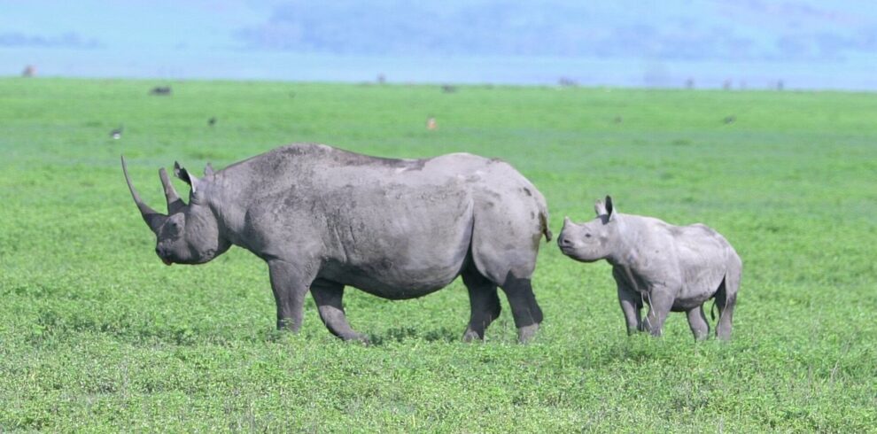 big 5 safari